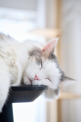 机の上に寝ている白猫