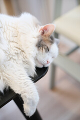 机の上に寝ている白猫