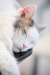 机の上に寝ている白猫