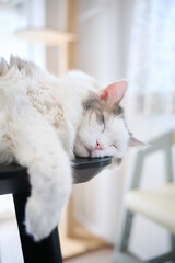 机の上に寝ている白猫