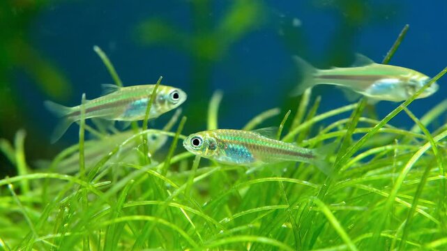 Small aquarium fish swimming in lush green aquatic plants.