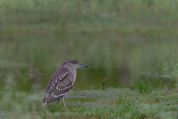 The night heron  is standing on top of the pond.