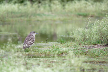 The night heron  is standing on top of the pond.