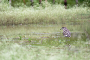 The night heron  is standing on top of the pond.