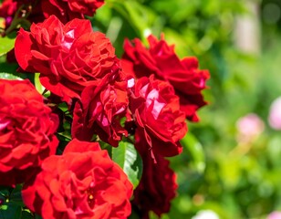 Lush red roses in garden