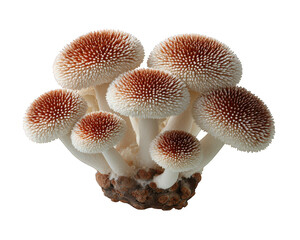 Beautiful fresh cluster of raw organic fungi, gourmet chestnut mushroom make natural food ingredient. group of edible mushrooms isolated on transparency background