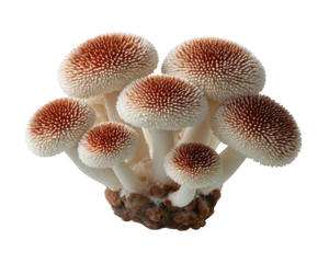 Beautiful fresh cluster of raw organic fungi, gourmet chestnut mushroom make natural food ingredient. group of edible mushrooms isolated on transparency background