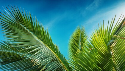 Fototapeta premium Close Up Of Palm Leaves Against Blue Sky