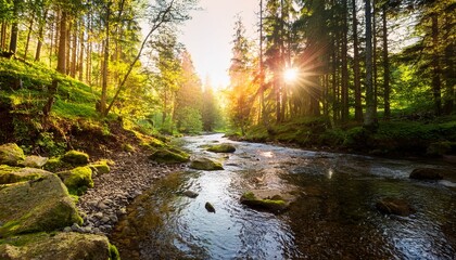 Obraz premium Forest Creek In Warm Sunlight