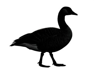 Silhouette of a goose