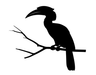 Silhouette of a hornbill on a branch