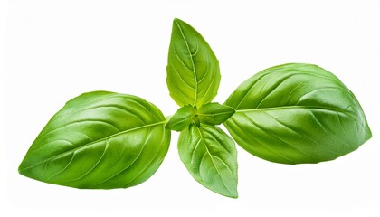 Fototapeta premium Bright Green Basil Leaf On Stem