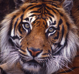 Bengal Tiger close up image of the tigers face, showing the incredible markings.