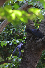 散歩道と鬱蒼と繫る樹木の一羽鳥のクローズアップショット