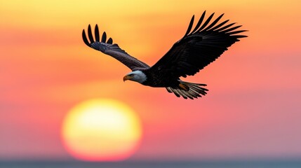 Majestic Eagle Soaring Against a Colorful Sunset Background