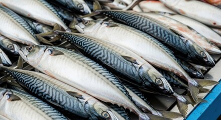 Abundant Fresh Raw Mackerel Fish Displayed for Sale at Market