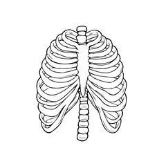 Human ribcage anatomical illustration featuring intricate bone structure, creating a detailed