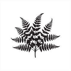 fern leaf isolated on white