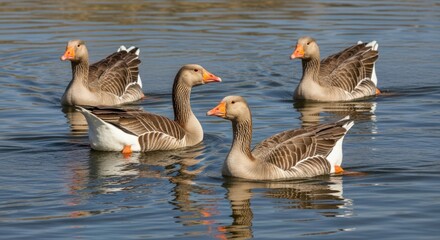 Four Domestic Geese Gracefully Swimming on Tranquil Blue Water