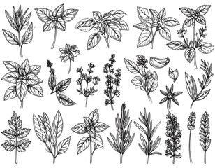 Collection of Herbs and Spices.