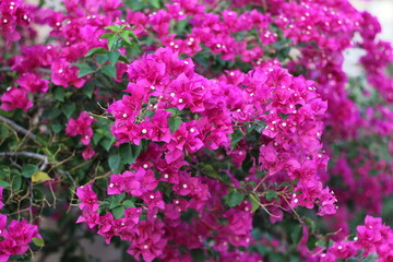 Obraz premium Bougainvillea Flower Bush