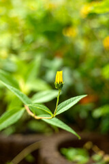 Yellow Flower Bud Surrounded by Green Leaves in Natural Garden