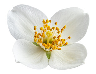 Obraz premium Whimsical Orange Blossom – Artistic Glow Design