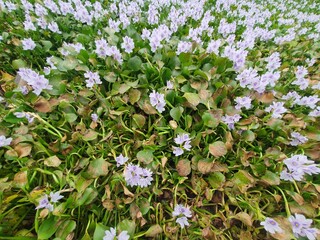 green leaves blown by the wind