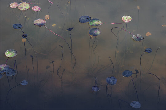 pond lillies - Powered by Adobe