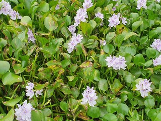 green leaves blown by the wind