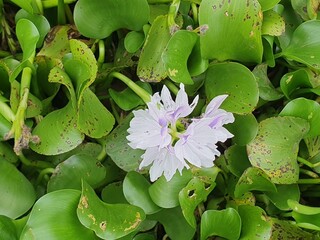 green leaves blown by the wind