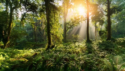 Wide Panoramic Background Image Natural Scenery Photo Of Sunrise Beams Coming Through Inside A Rain Forest Trees Shade In A Sunny Day Morning