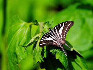 A Chain Swordtail butterfly is perched on a green leaf at Kaeng Krachan National Park Thailand