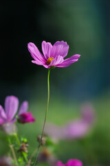 Fototapeta premium pink cosmos flower