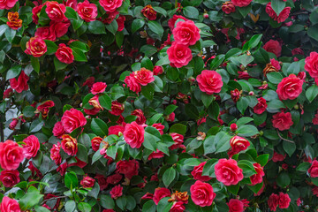 Fototapeta premium red roses in garden