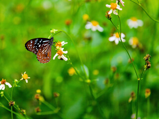 A Dark Blue Tiger butterfly is parched on a daisy flower at Kaeng Krachan National Park Thailand