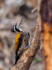 A female woodpecker perched on a log displaying pattern at its crestvealing its tongue at Huai  Kha Khaeng wildlife Sanctuary Uthai Thani Thailand
