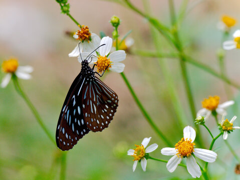 A Dark Blue Tiger butterfly is parched on a daisy flower with green background at Kaeng Krachan National Park Thailand