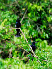 A hair-crested drongo perched on a log near the ground, its iridescent colors clearly visible at Huai Kha Khaeng wildlife Sanctuary Thailand 