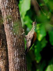 A male woodpecker perched on tree trunk and looking upward at Huai  Kha Khaeng wildlife Sanctuary Uthai Thani Thailand