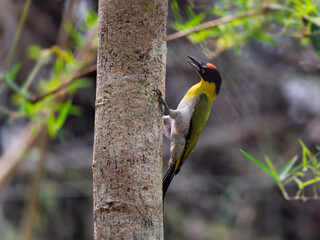 A Male Black-headed Woodpecker with colorful feathers perched on tree trunk at Huai Kha Khaeng Wildlife Sanctuary Thailand