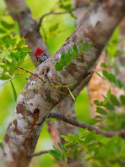 A male woodpecker perched on tree trunk and staring forward at Huai  Kha Khaeng wildlife Sanctuary Uthai Thani Thailand