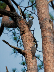 Two Great Slaty Woodpeckers were courting on a pine tree at Nam Noa National Park Thailand