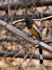 A Rufous Treepie perched on a bamboo stalk at Huai Kha Khaeng Wildlife Sanctuary Thailand