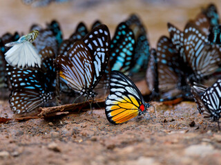 A red-spotted Sawtooth butterfly perched prominently on the ground in the front at Kaeng Krachan National Park Thailand