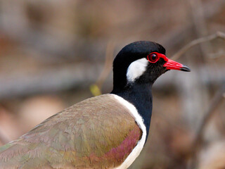A closed up of Red-wattled Lapwing at Huai Kha Khaeng Wildlife Sanctuary Thailand