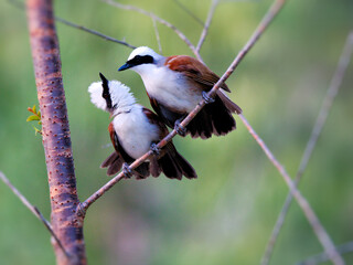 A pair of White-crested Laughingthrust perched on a branch at Huai Kha Khaeng Wildlife Sanctuary Thailand