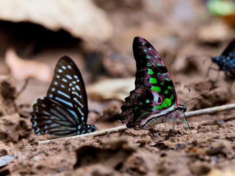 A Tailed Jay Butterfly perched on theground to absorb minerals from the soil at Kaeng Krachan National Park Thailand