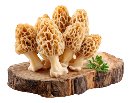 Fresh bunch of rare morel mushroom on wooden log slice. This raw edible fungi delicacy inspires culinary delight, perfect for gourmet food and healthy organic cooking