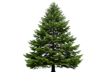 Spruce Tree A Lush Green Conifer for Design isolated on transparent cutout background, cut out, png